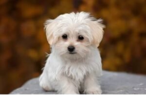 dog-300x195 Columbiana County Auditor